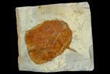 Fossil Leaf (Zizyphoides) - Montana #120859-1